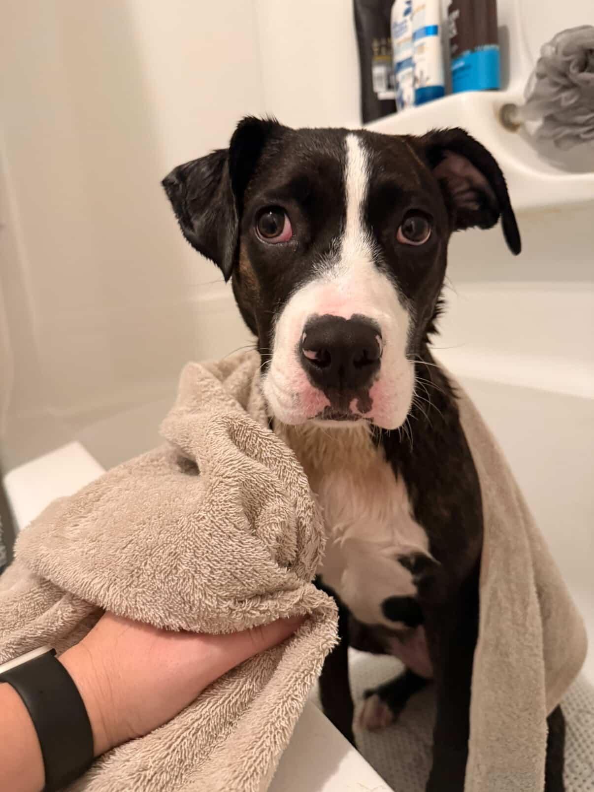 Enlarge Nova, a Adoptable mixed breed in GUELPH, ON image 3/4