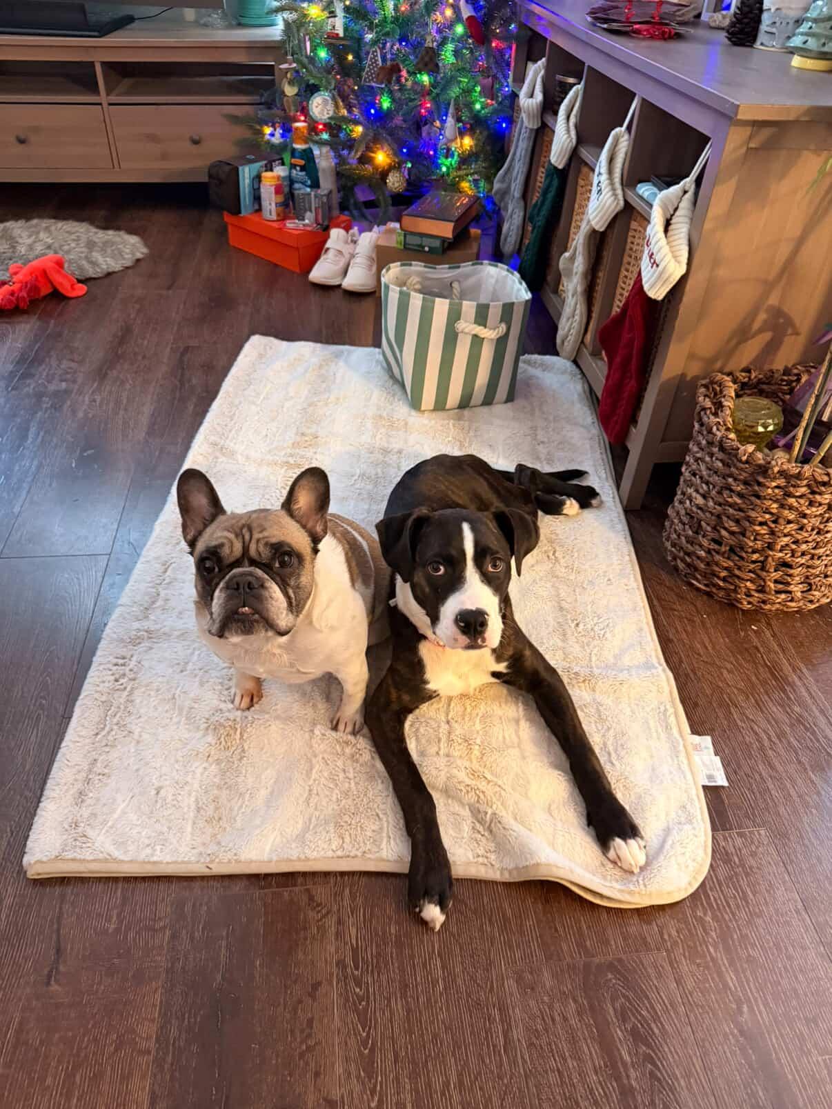 Enlarge Nova, a Adoptable mixed breed in GUELPH, ON image 4/4