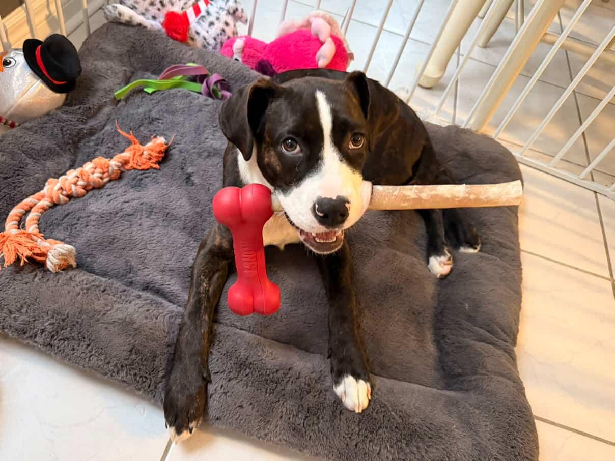 Enlarge Nova, a Adoptable mixed breed in GUELPH, ON image 2/4