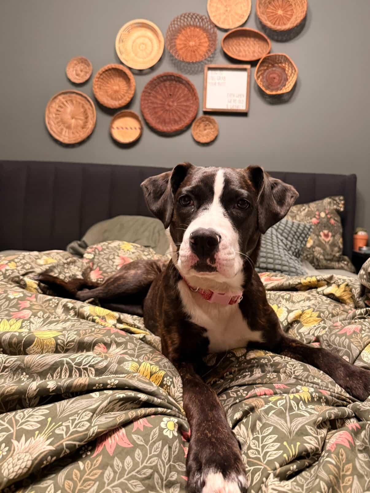 Enlarge Nova, a Adoptable mixed breed in GUELPH, ON image 1/4