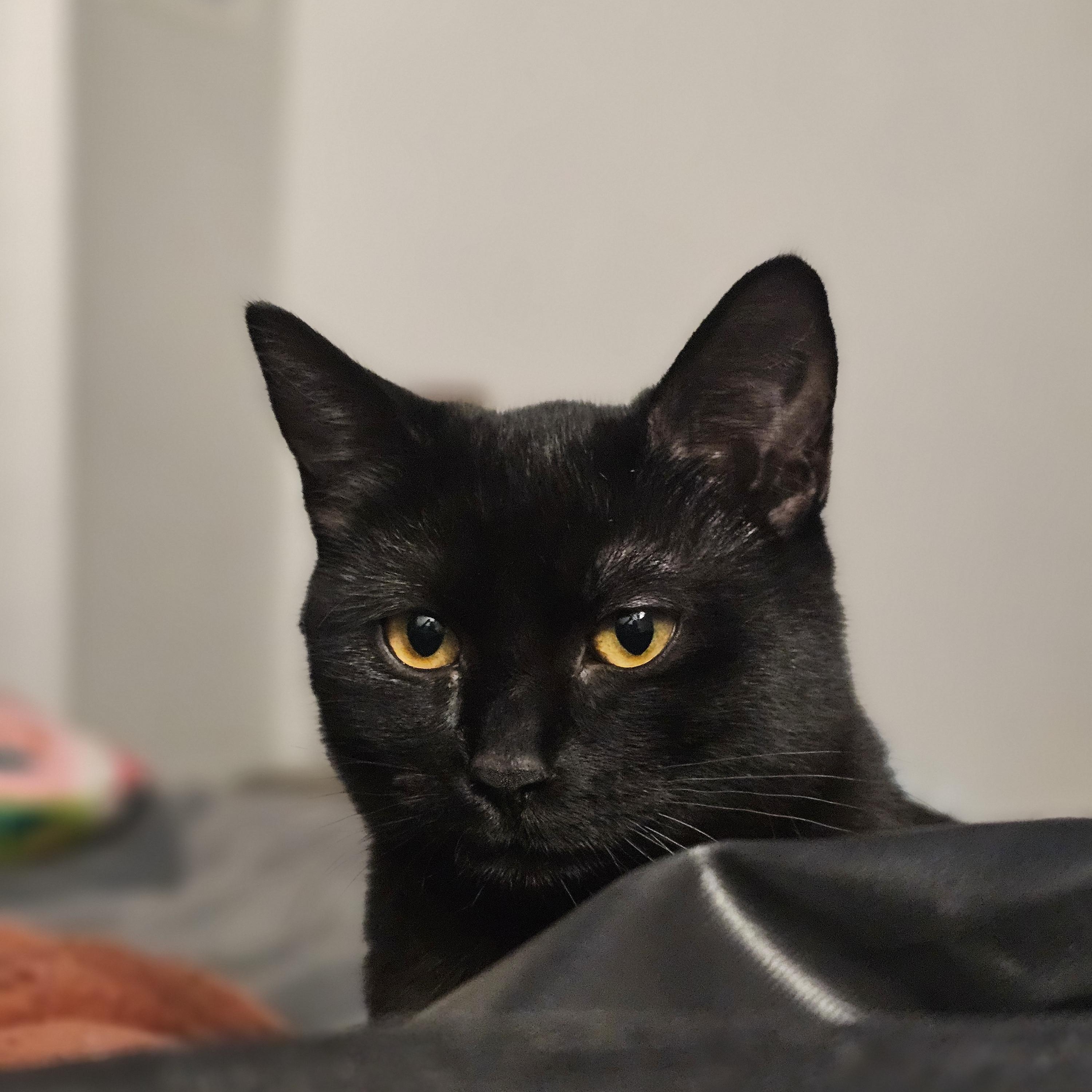 Enlarge BABE RUTH (Sibling to Godiva and Dove) , a Adoptable Domestic Short Hair in Puyallup, WA image 2/4