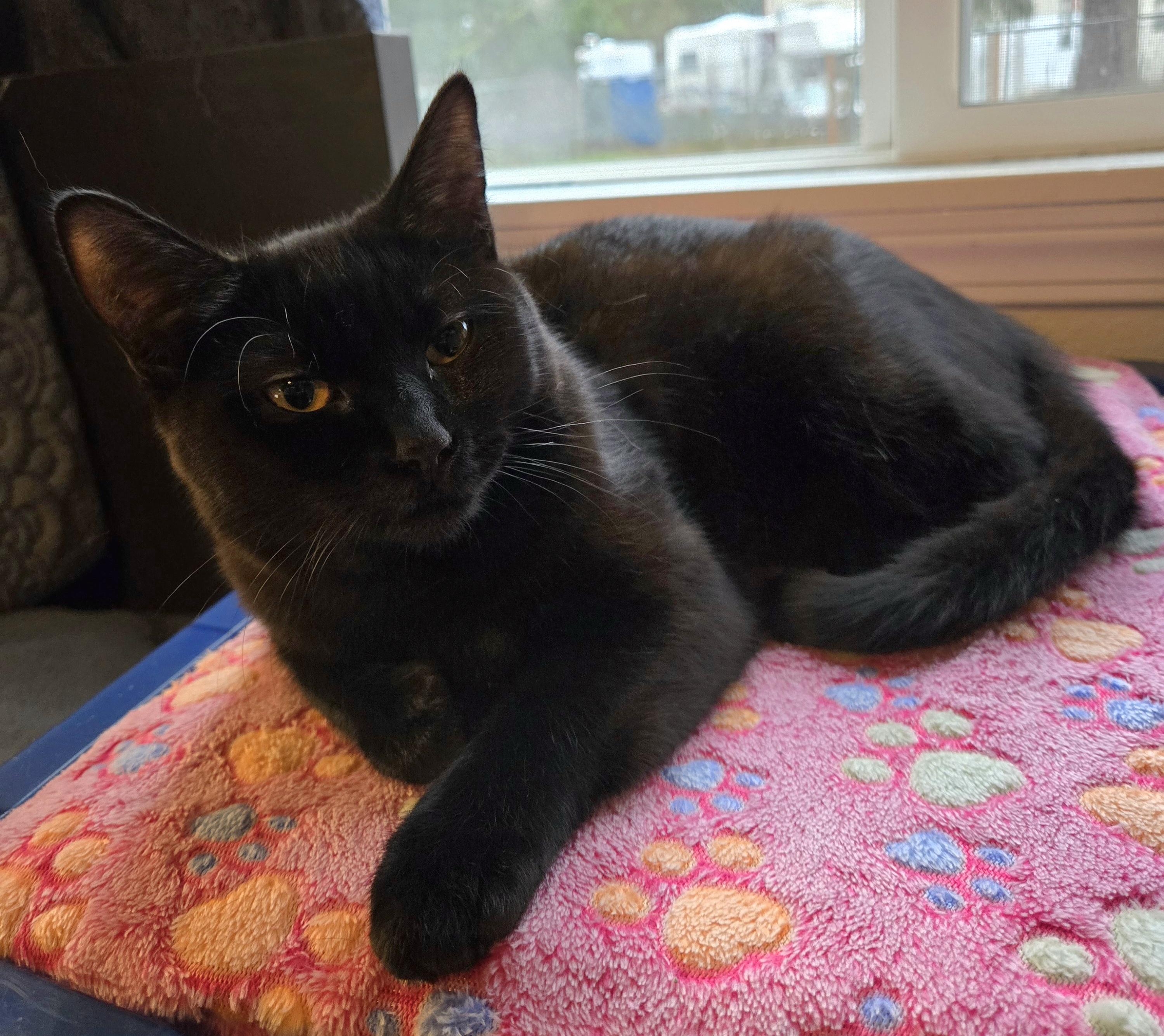 BABE RUTH (Sibling to Godiva and Dove) , Adoptable, Kitten Male Domestic Short Hair.