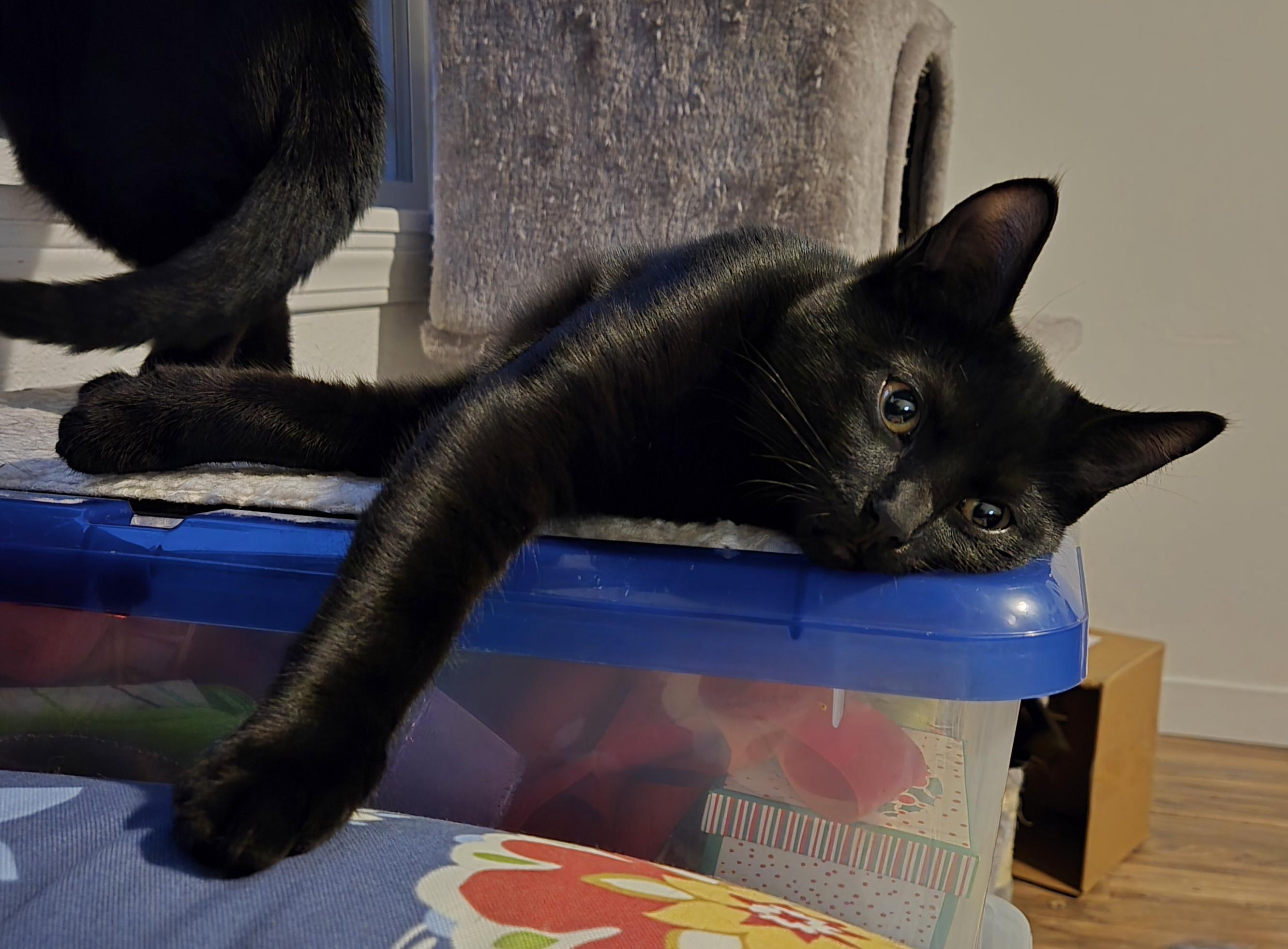 Enlarge BABE RUTH (Sibling to Godiva and Dove) , a Adoptable Domestic Short Hair in Puyallup, WA image 4/4