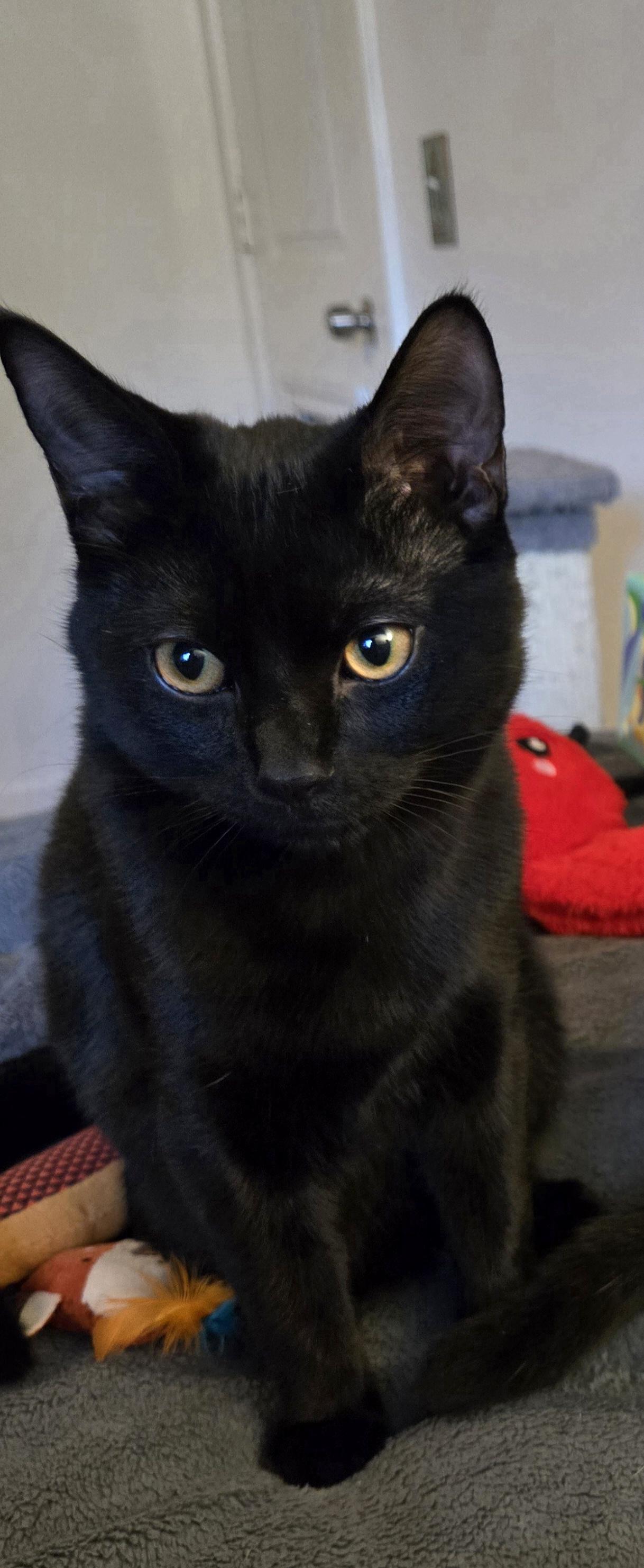 Enlarge BABE RUTH (Sibling to Godiva and Dove) , a Adoptable Domestic Short Hair in Puyallup, WA image 3/4
