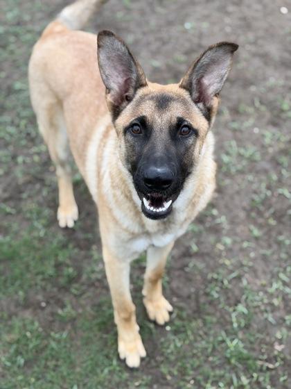 Mason, Adoptable, Young Male German Shepherd Dog & Mixed Breed.
