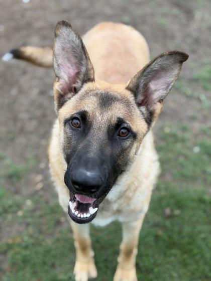 Mason, a Adoptable mixed breed in Irving, TX image 2/3