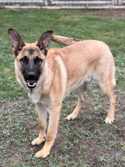 Mason, a Adoptable mixed breed in Irving, TX image 3/3