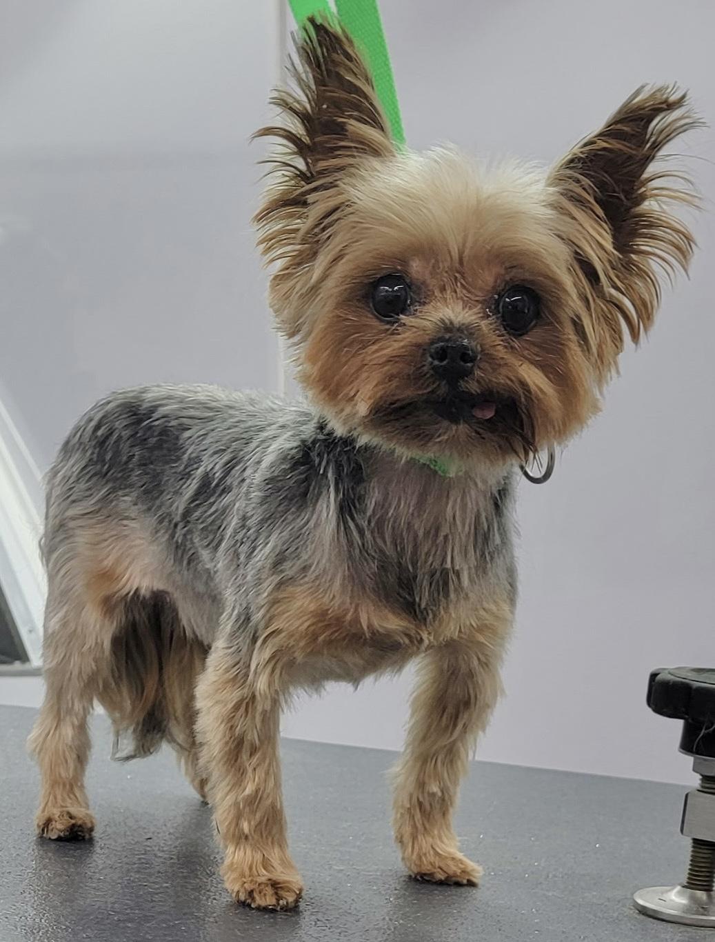 Tilly and Veela, a Adoptable Yorkshire Terrier in Beaverton, OR image 1/3