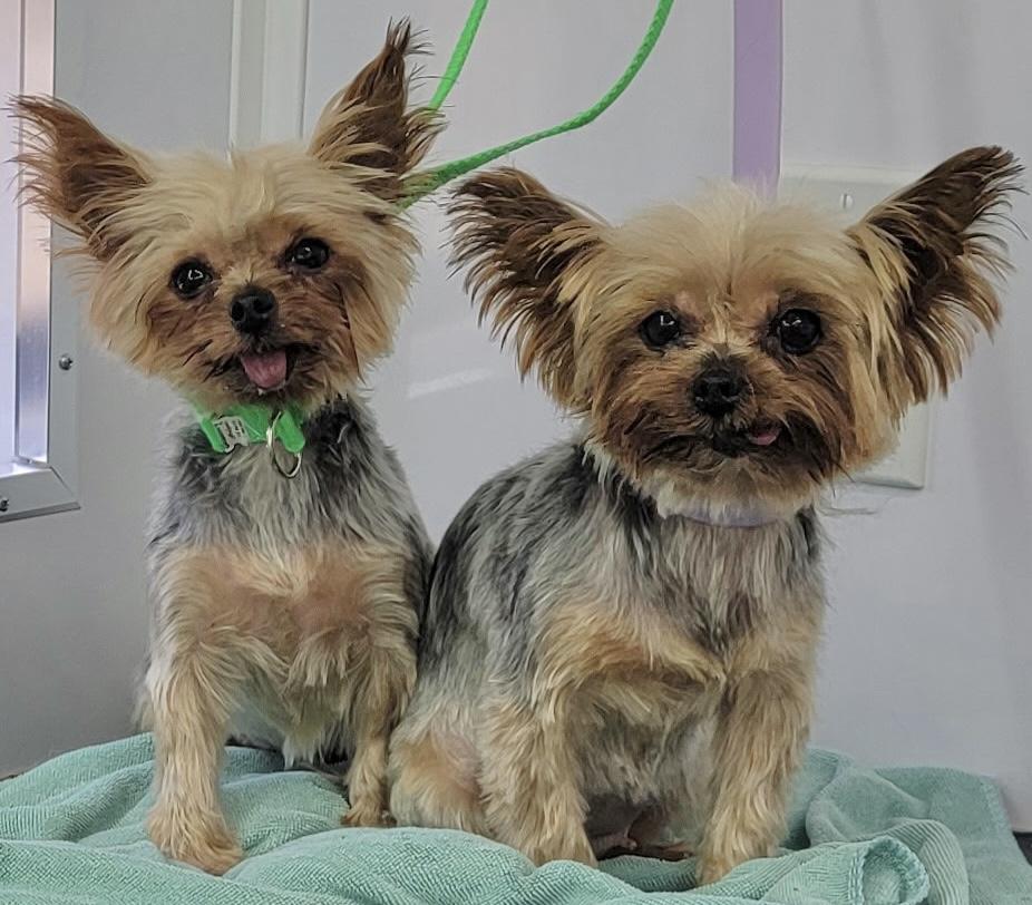 Tilly and Veela, a Adoptable Yorkshire Terrier in Beaverton, OR image 2/3