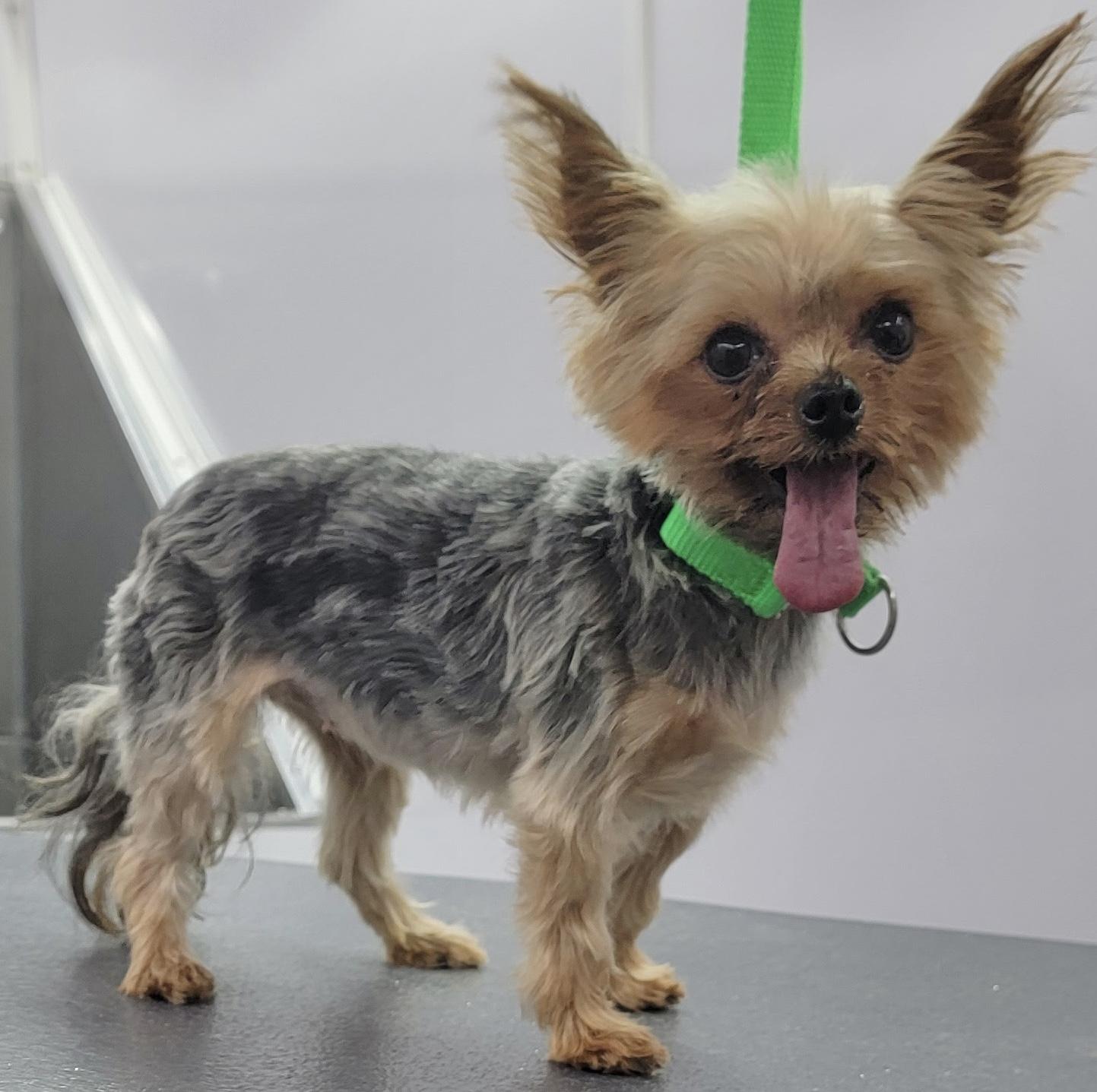 Tilly and Veela, a Adoptable Yorkshire Terrier in Beaverton, OR image 3/3