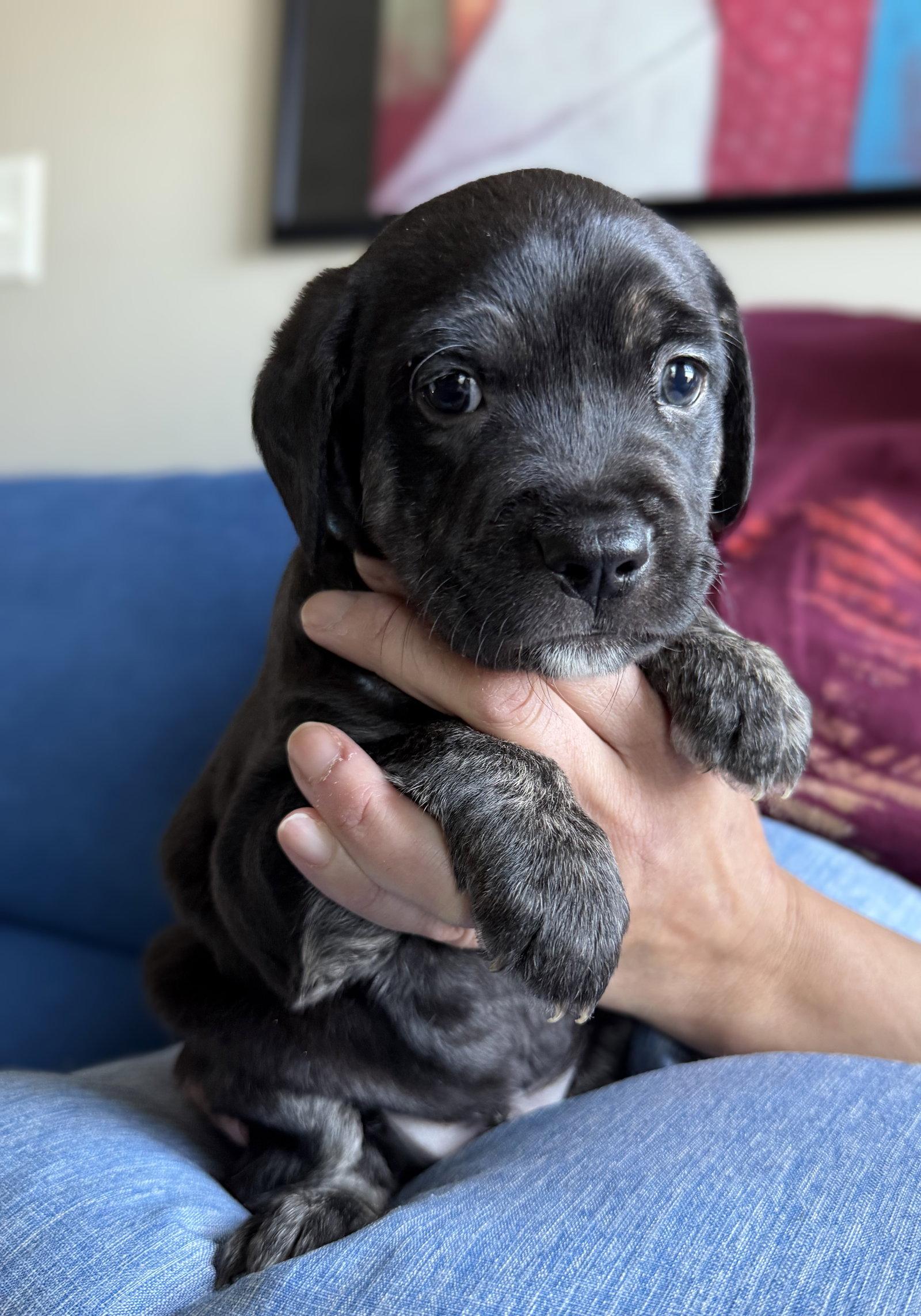 Cosmo, Adopted, Puppy Male Labrador Retriever.