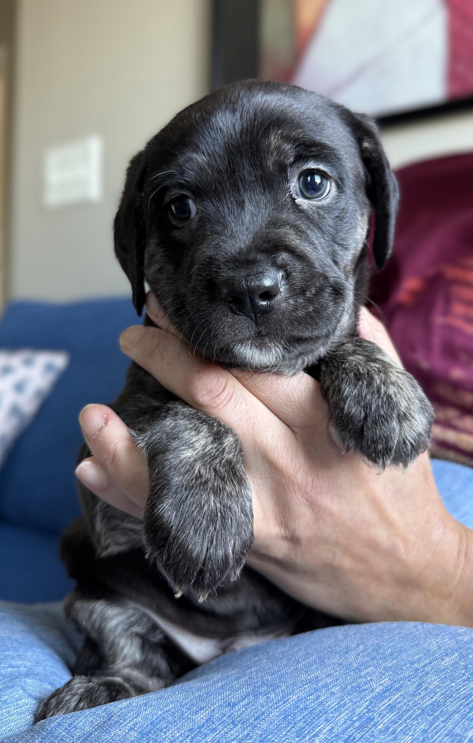 Cosmo, a Adopted Labrador Retriever in Woodbridge, CT image 2/2