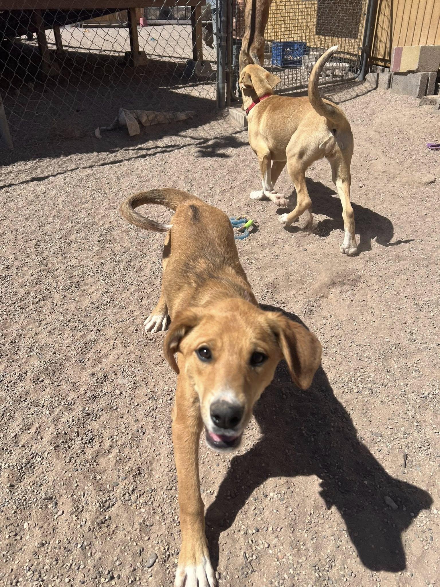 Enlarge Tulsi, a Adoptable mixed breed in Deming, NM image 2/4