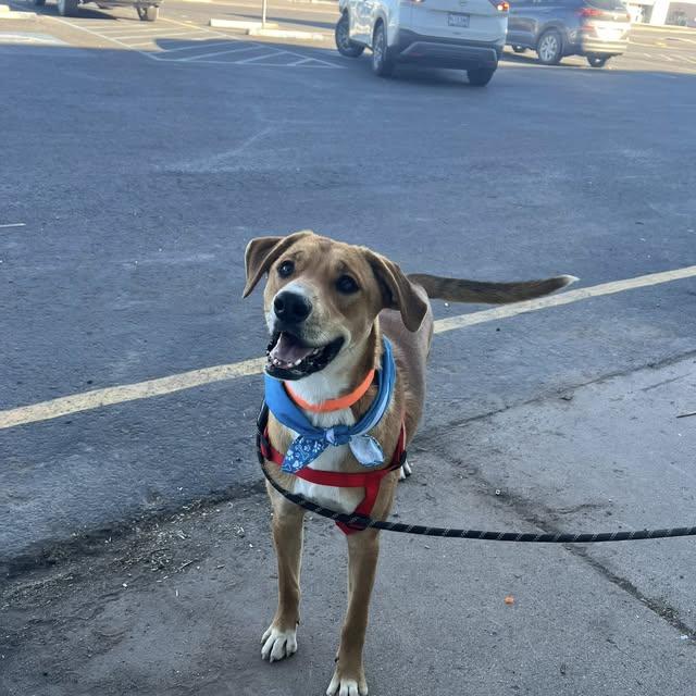 Tulsi, Adoptable, Young Female Coonhound.