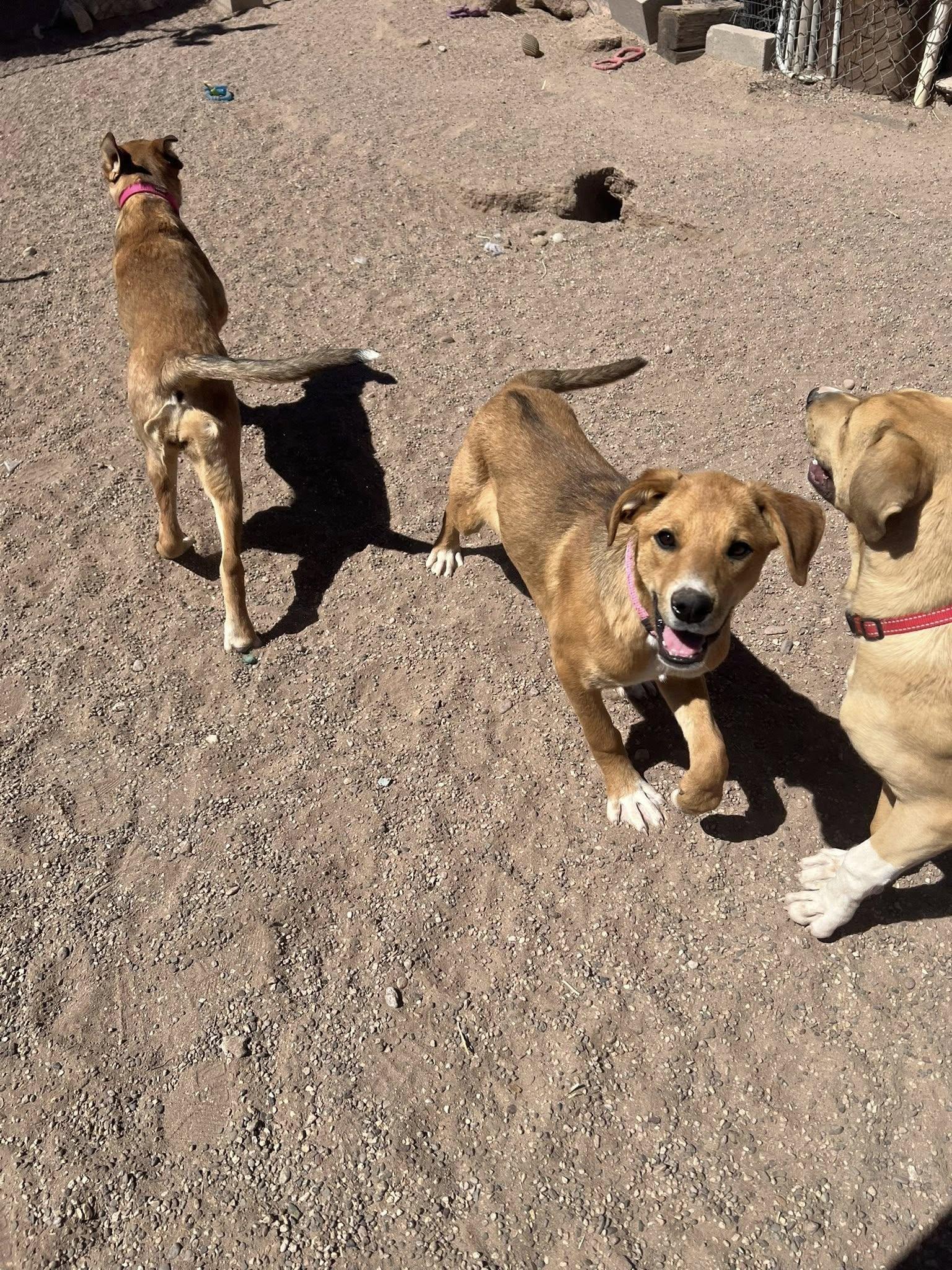 Enlarge Tulsi, a Adoptable mixed breed in Deming, NM image 3/4