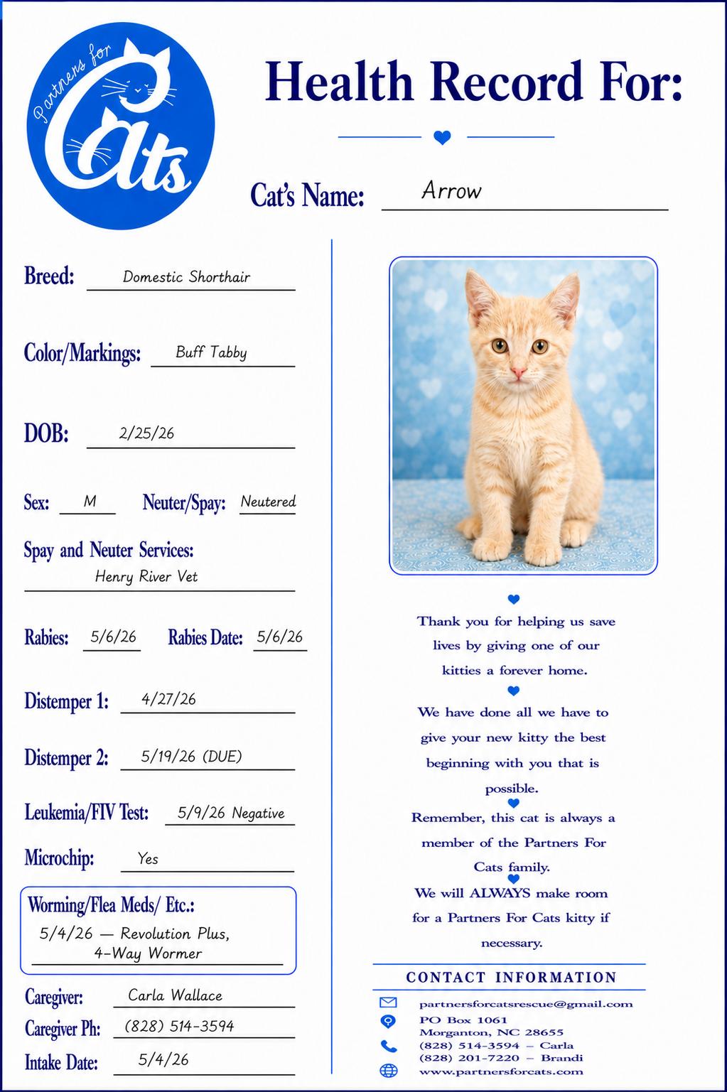 Enlarge Arrow, a Adopted Domestic Short Hair in Morganton, NC image 1/4