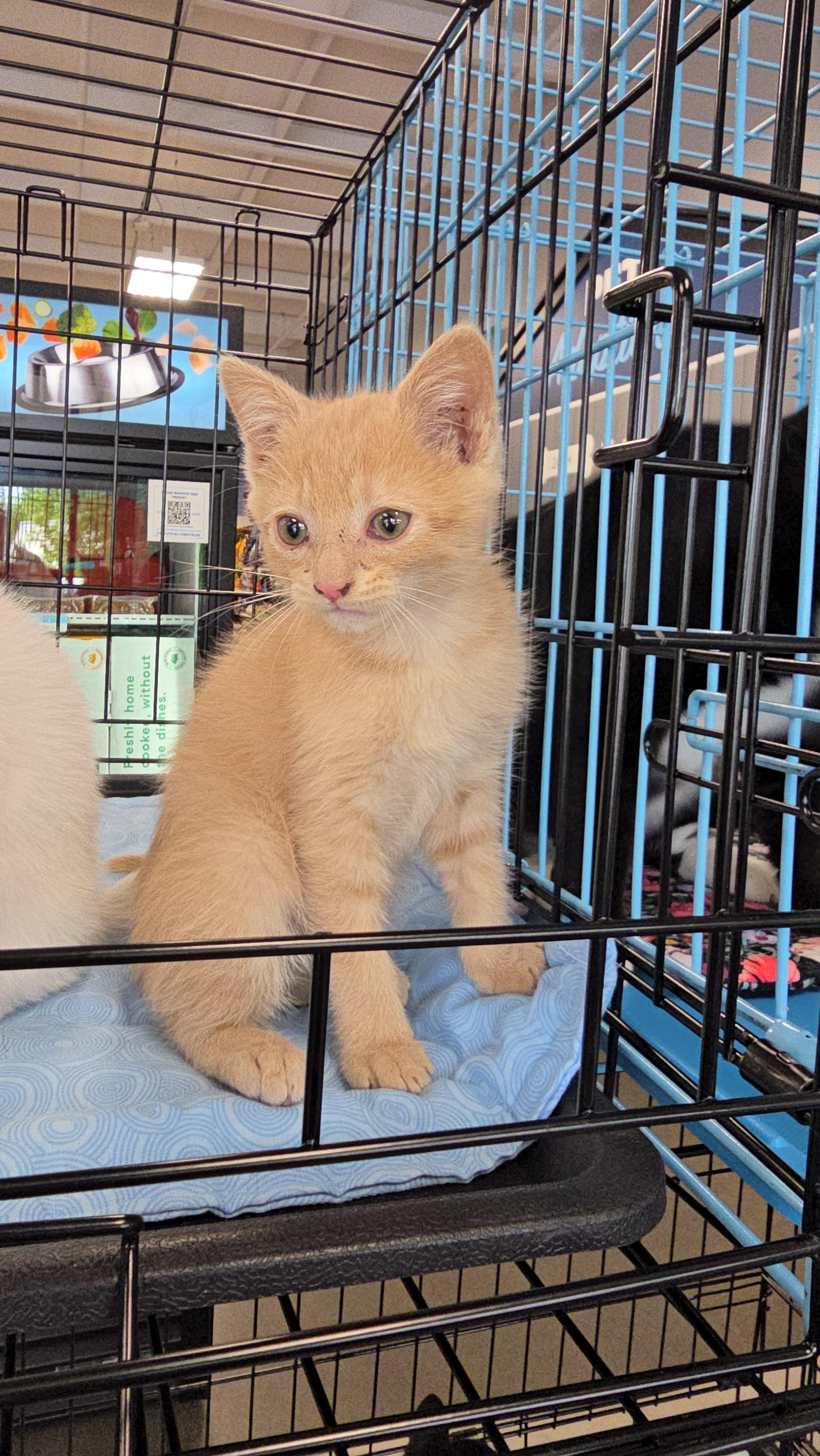 Enlarge Arrow, a Adopted Domestic Short Hair in Morganton, NC image 2/4