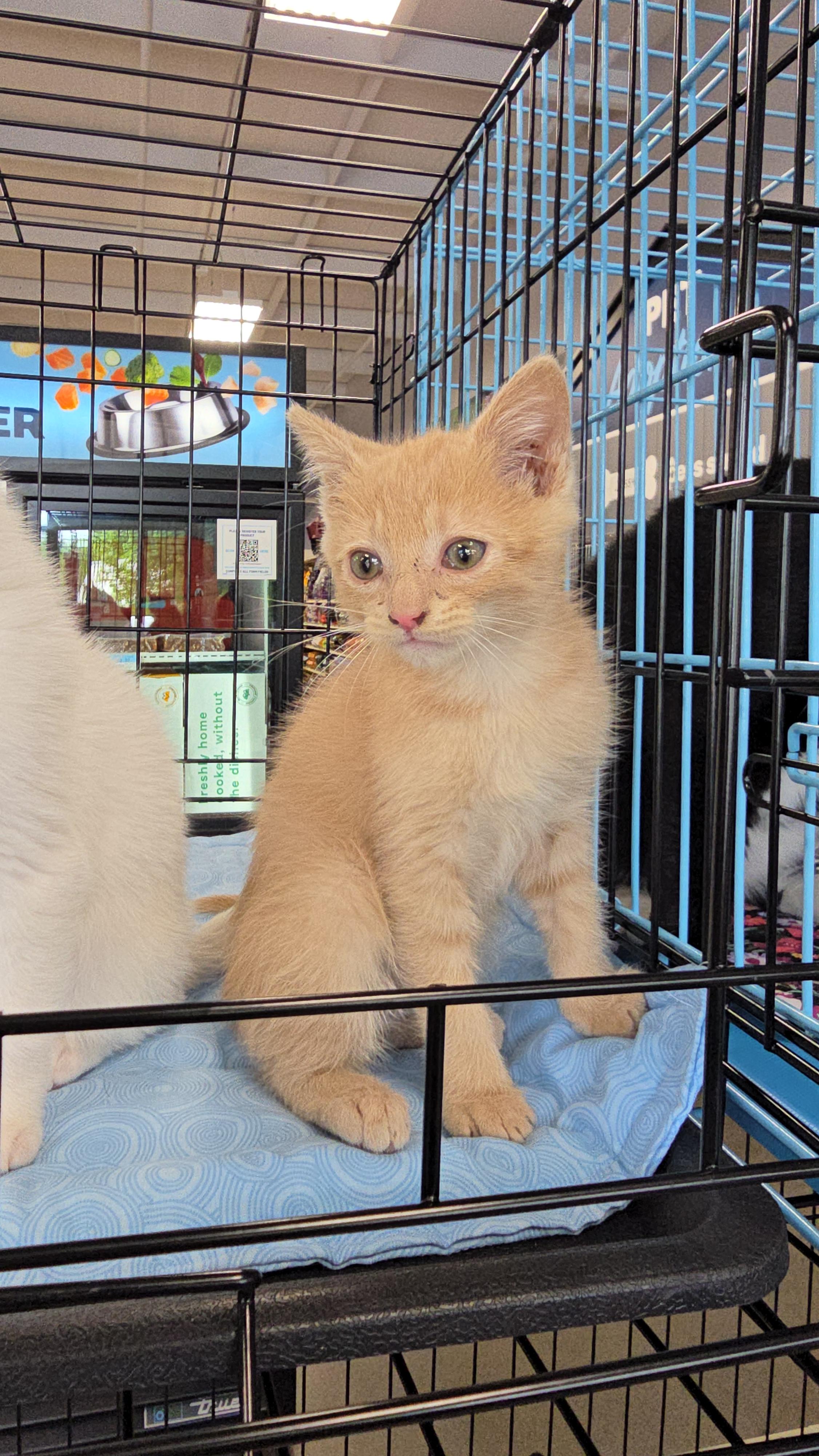 Enlarge Arrow, a Adopted Domestic Short Hair in Morganton, NC image 3/4