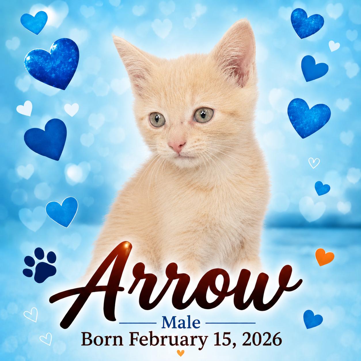 Enlarge Arrow, a Adopted Domestic Short Hair in Morganton, NC image 4/4