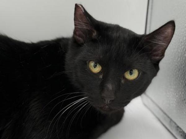 Enlarge Memphis, a Adoptable mixed breed in Portland, OR image 1/1