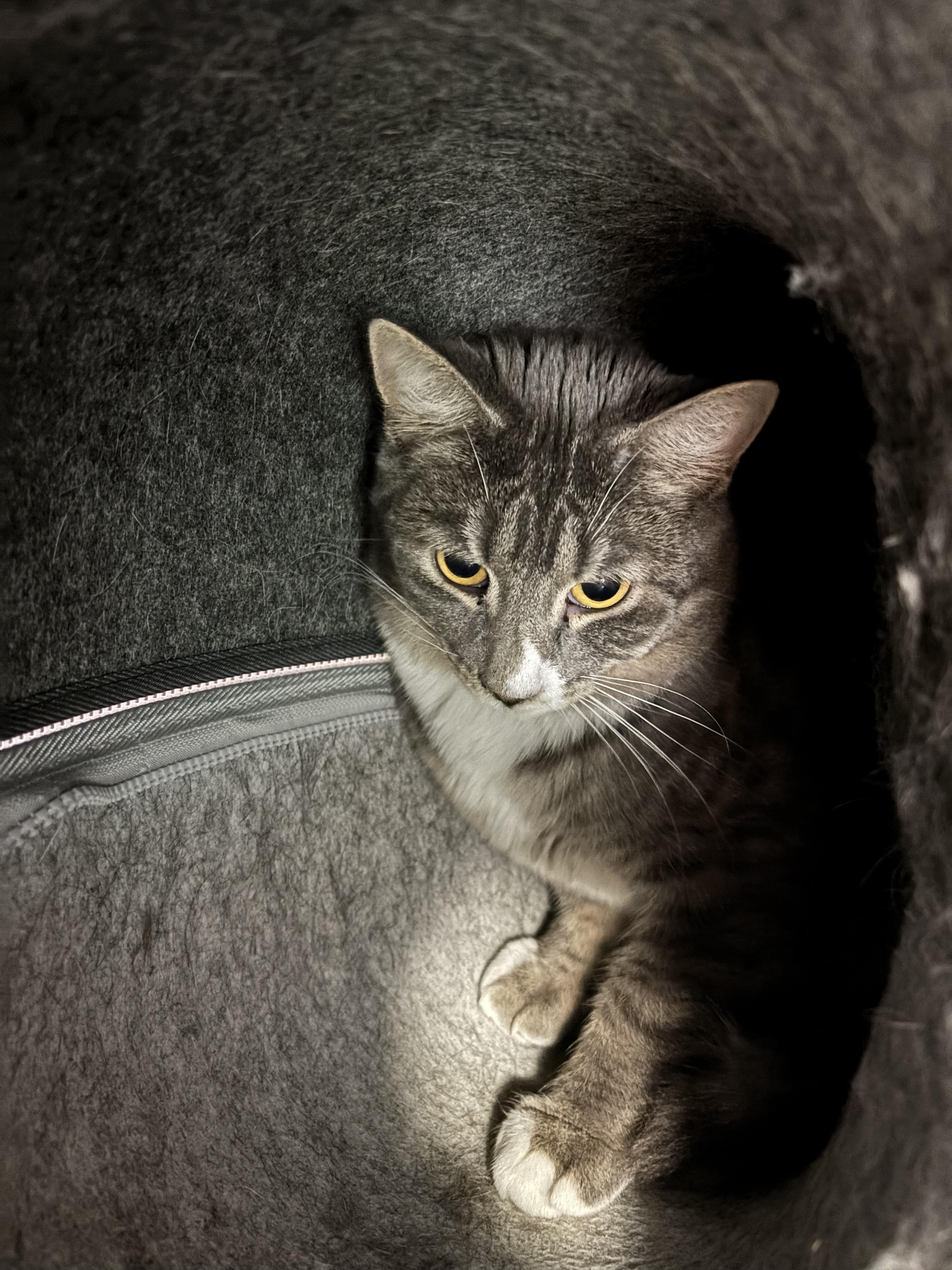 Freya, ADOPTABLE, Young Female Domestic Short Hair.