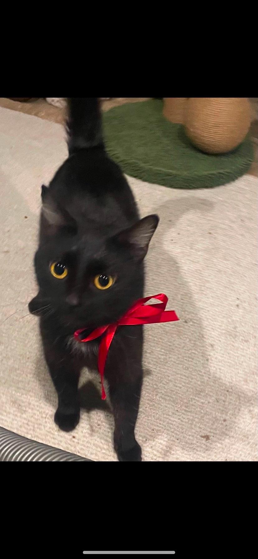 Enlarge Livvie, a Adoptable Domestic Short Hair in Waveland, IN image 1/6