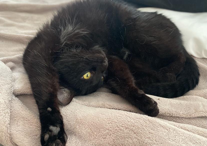 Enlarge Livvie, a Adoptable Domestic Short Hair in Waveland, IN image 2/6