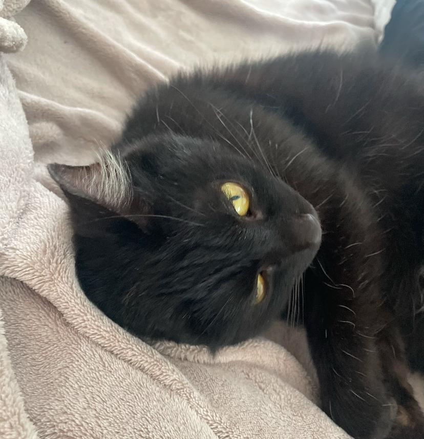 Enlarge Livvie, a Adoptable Domestic Short Hair in Waveland, IN image 3/6