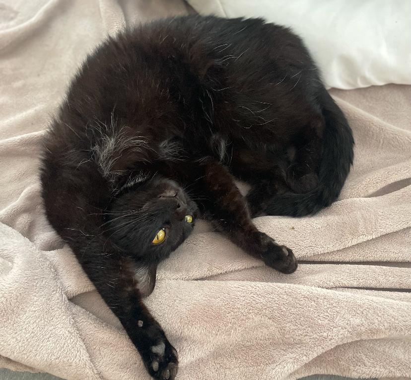 Enlarge Livvie, a Adoptable Domestic Short Hair in Waveland, IN image 4/6