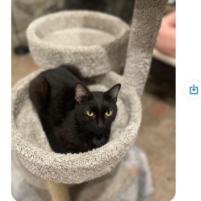 Enlarge Livvie, a Adoptable Domestic Short Hair in Waveland, IN image 6/6