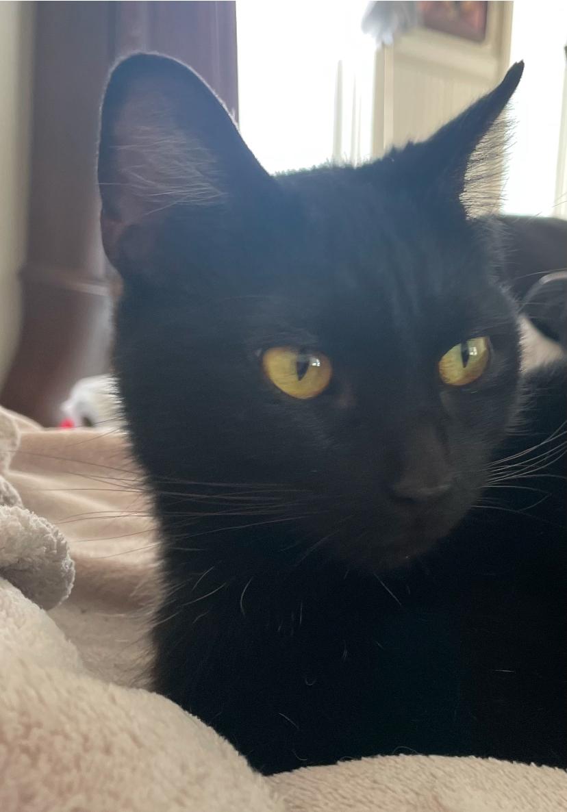 Enlarge Livvie, a Adoptable Domestic Short Hair in Waveland, IN image 5/6