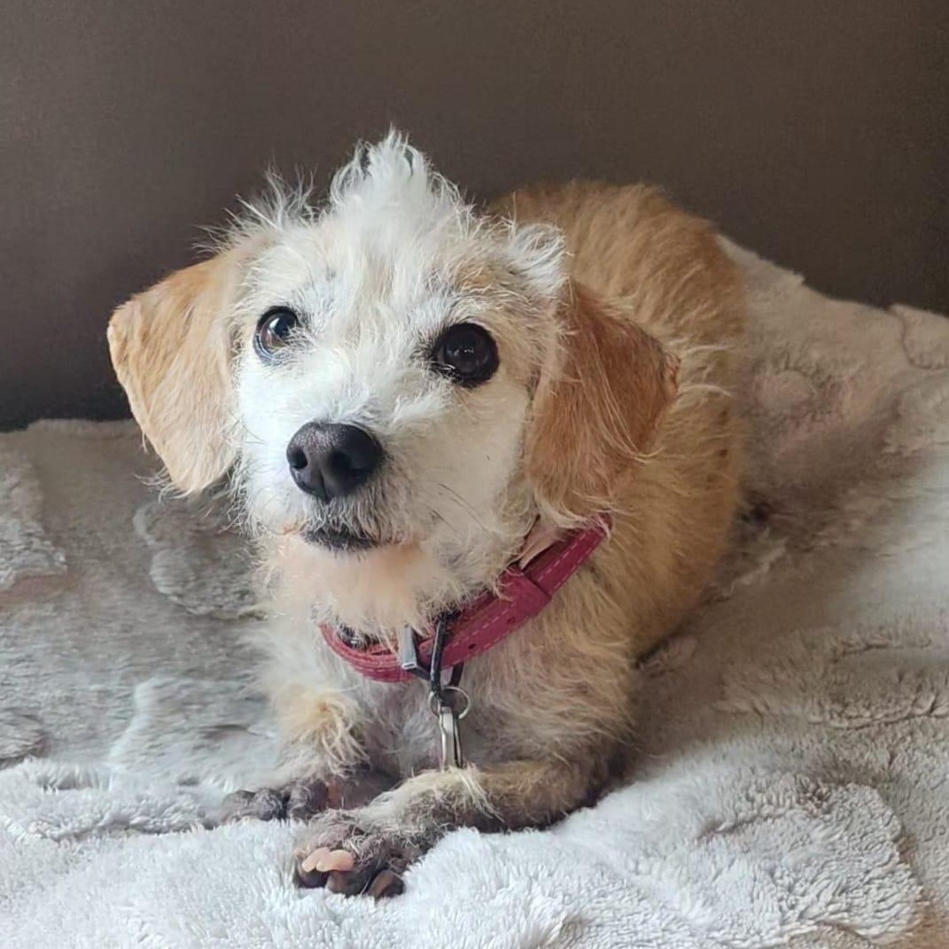 EMMA, Adoptable, Young Female Maltese.