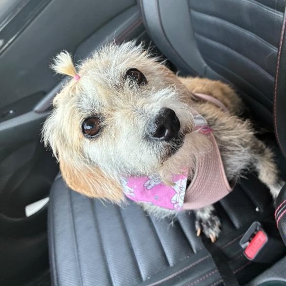 EMMA, a Adoptable mixed breed in Auburn, WA image 3/3