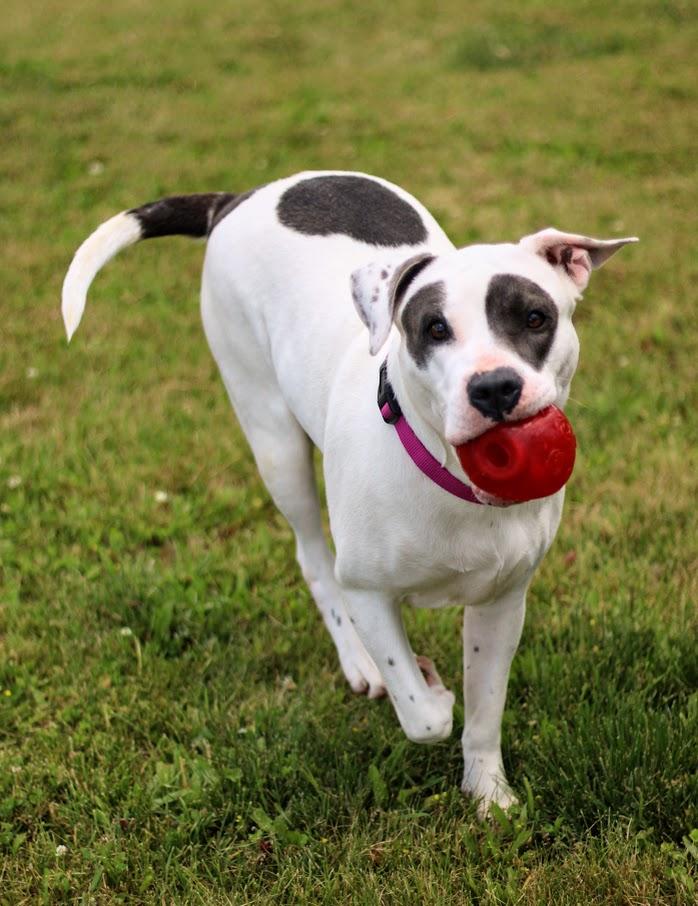 Enlarge Juno, a Adoptable mixed breed in Battle Creek, MI image 5/5