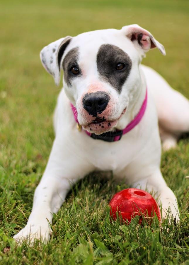 Enlarge Juno, a Adoptable mixed breed in Battle Creek, MI image 3/5