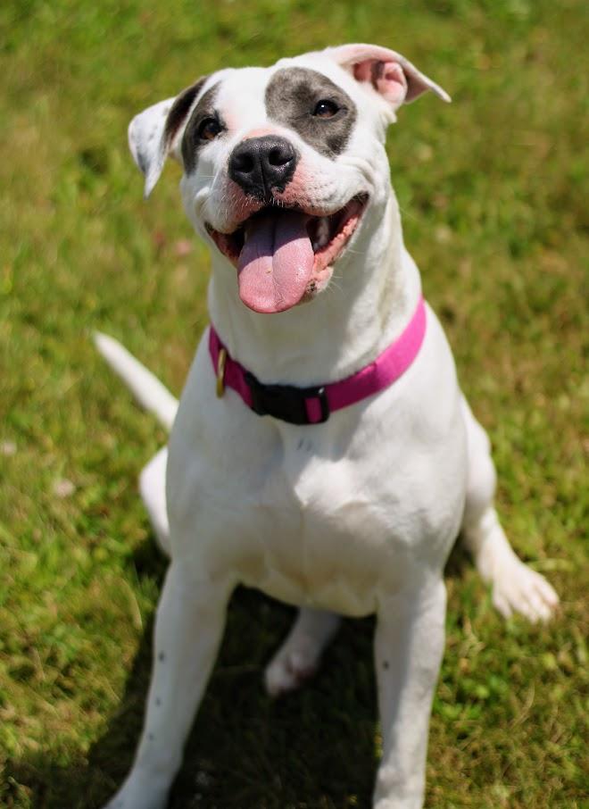 Enlarge Juno, a Adoptable mixed breed in Battle Creek, MI image 4/5