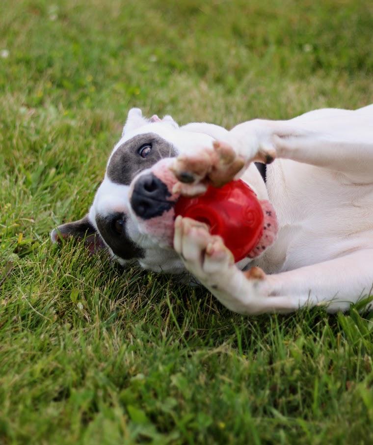 Enlarge Juno, a Adoptable mixed breed in Battle Creek, MI image 2/5