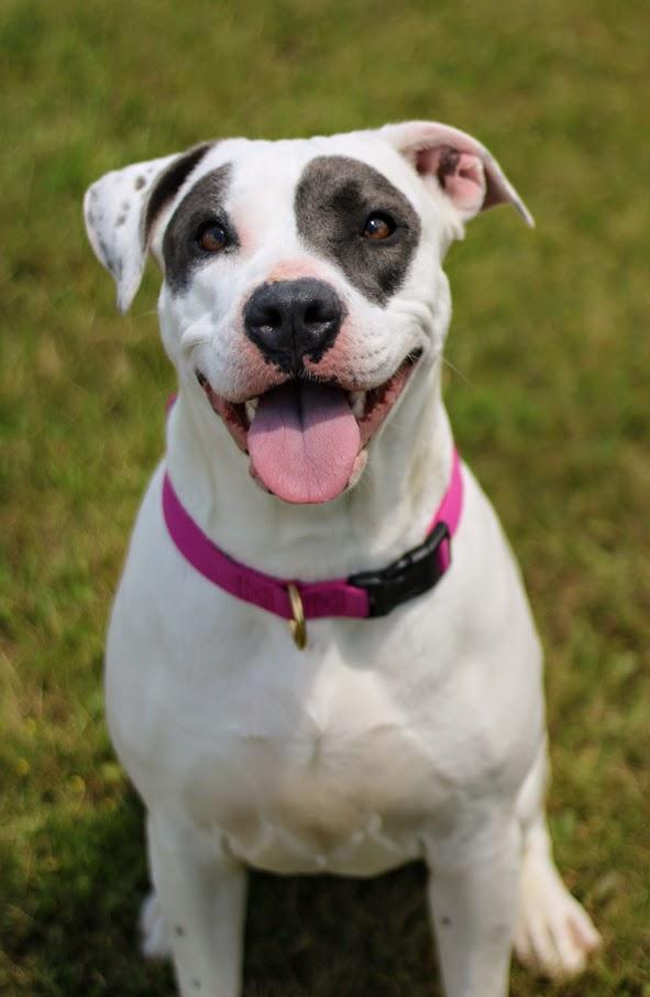 Juno, Adoptable, Young Female Pit Bull Terrier & American Staffordshire Terrier.