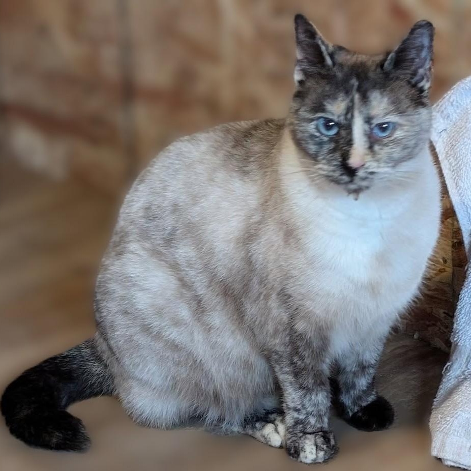 Breezy, adoptable, Young Female Siamese & Ragdoll.