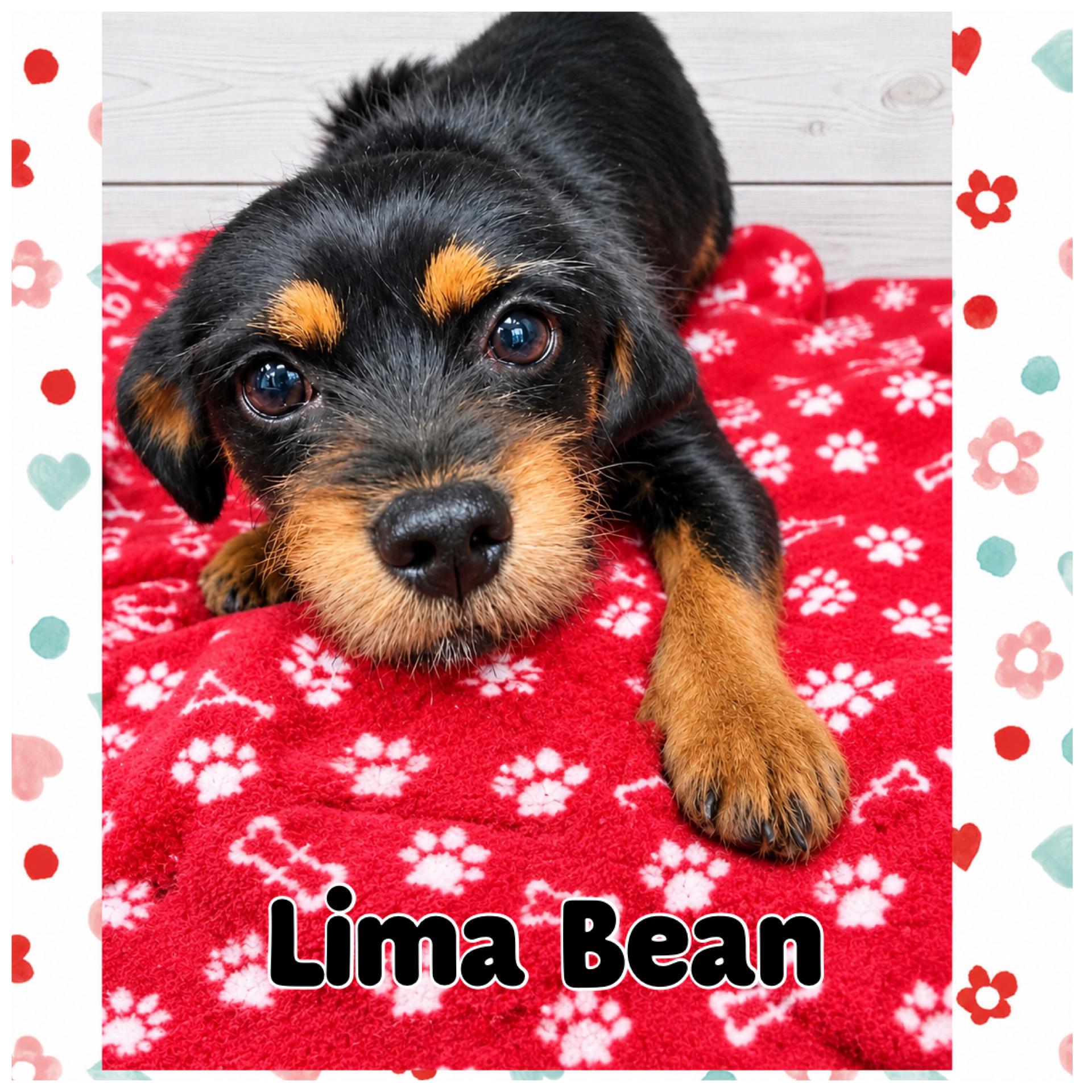 Enlarge Lima Bean, a Adopted mixed breed in Mokena, IL image 2/2