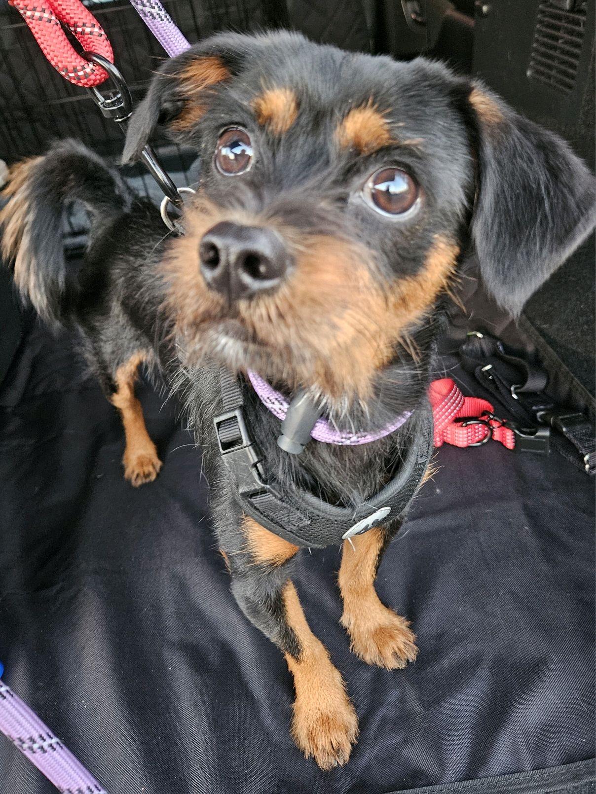 Lima Bean, Adopted, Young Male Yorkshire Terrier.