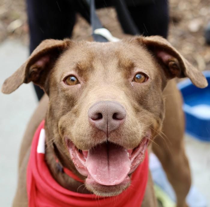 Zelda living with a trainer speak to him about our Sweet Girl!, adopted, Young Female American Bulldog.
