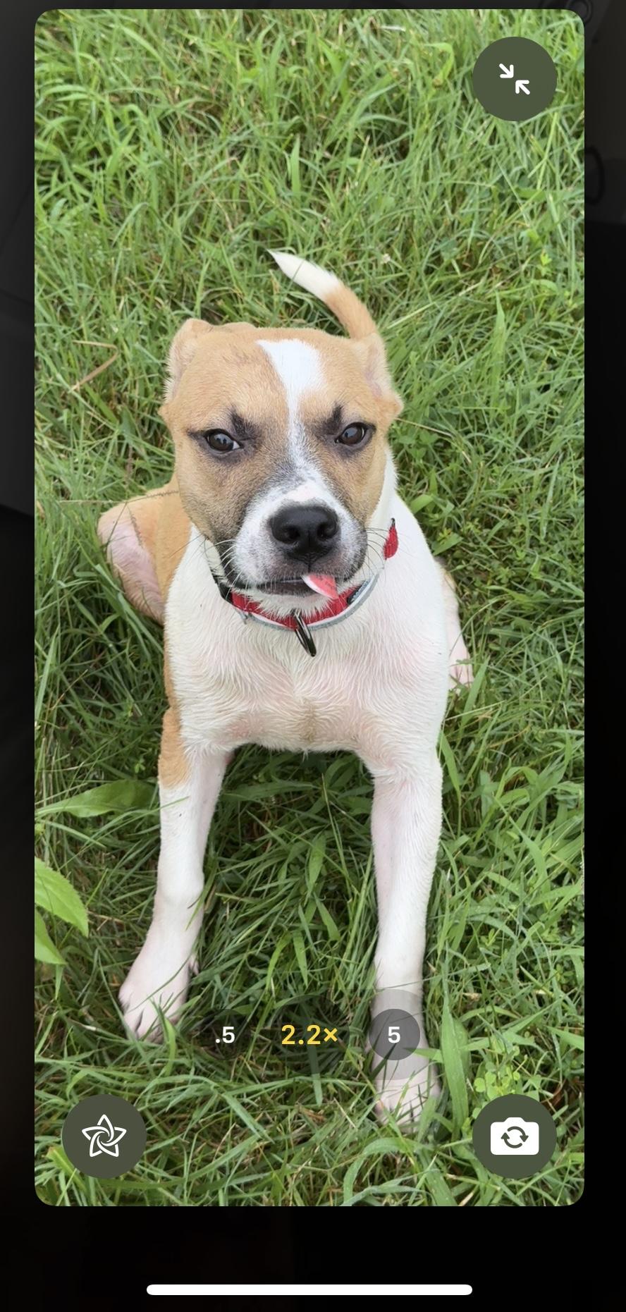 Boyd, Adopted, Puppy Male Pit Bull Terrier.