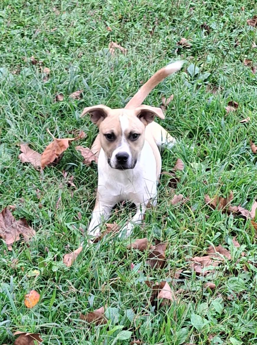 Enlarge Boyd, a Adopted mixed breed in Locust Grove, VA image 2/5