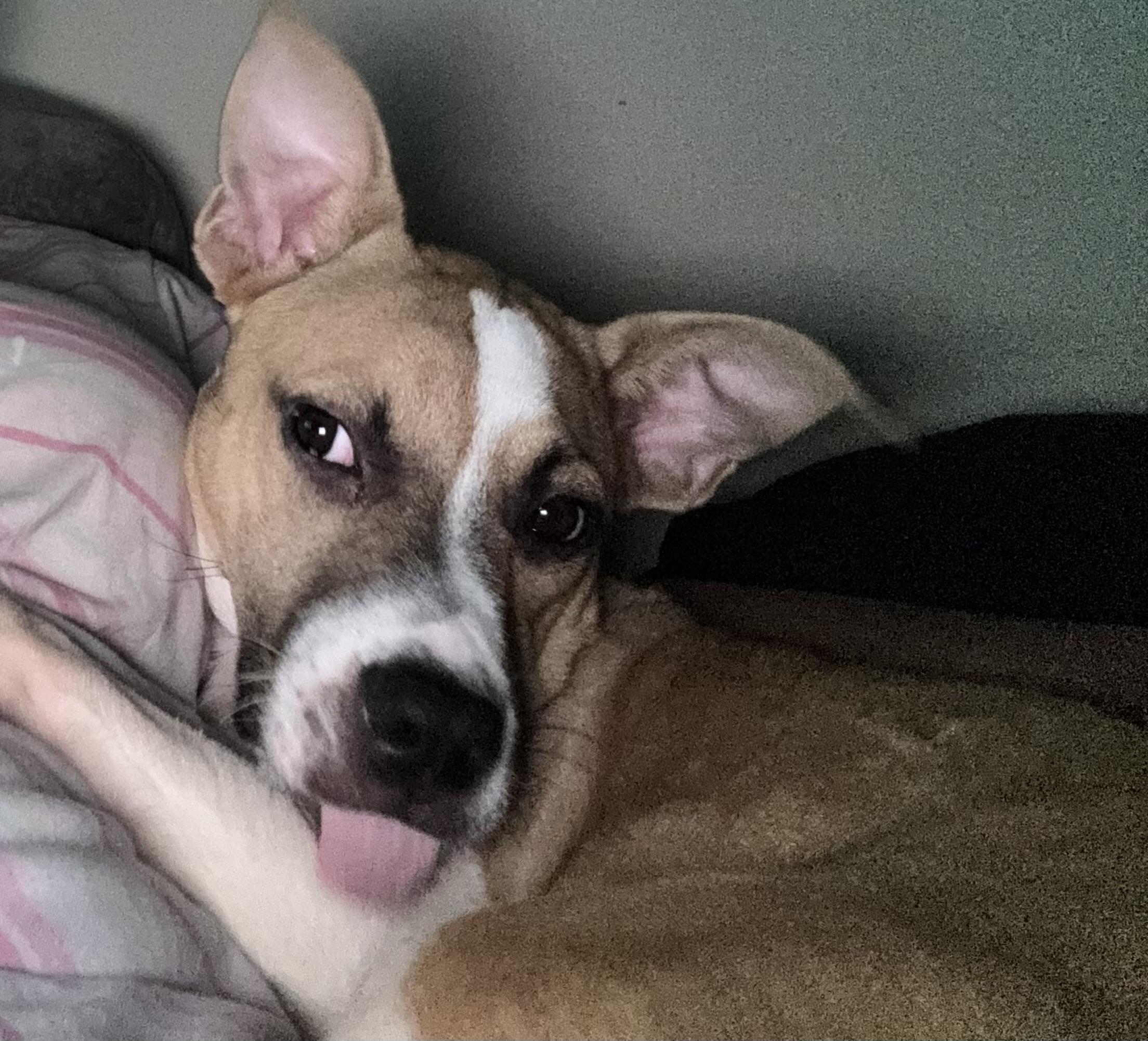 Enlarge Boyd, a Adopted mixed breed in Locust Grove, VA image 3/5