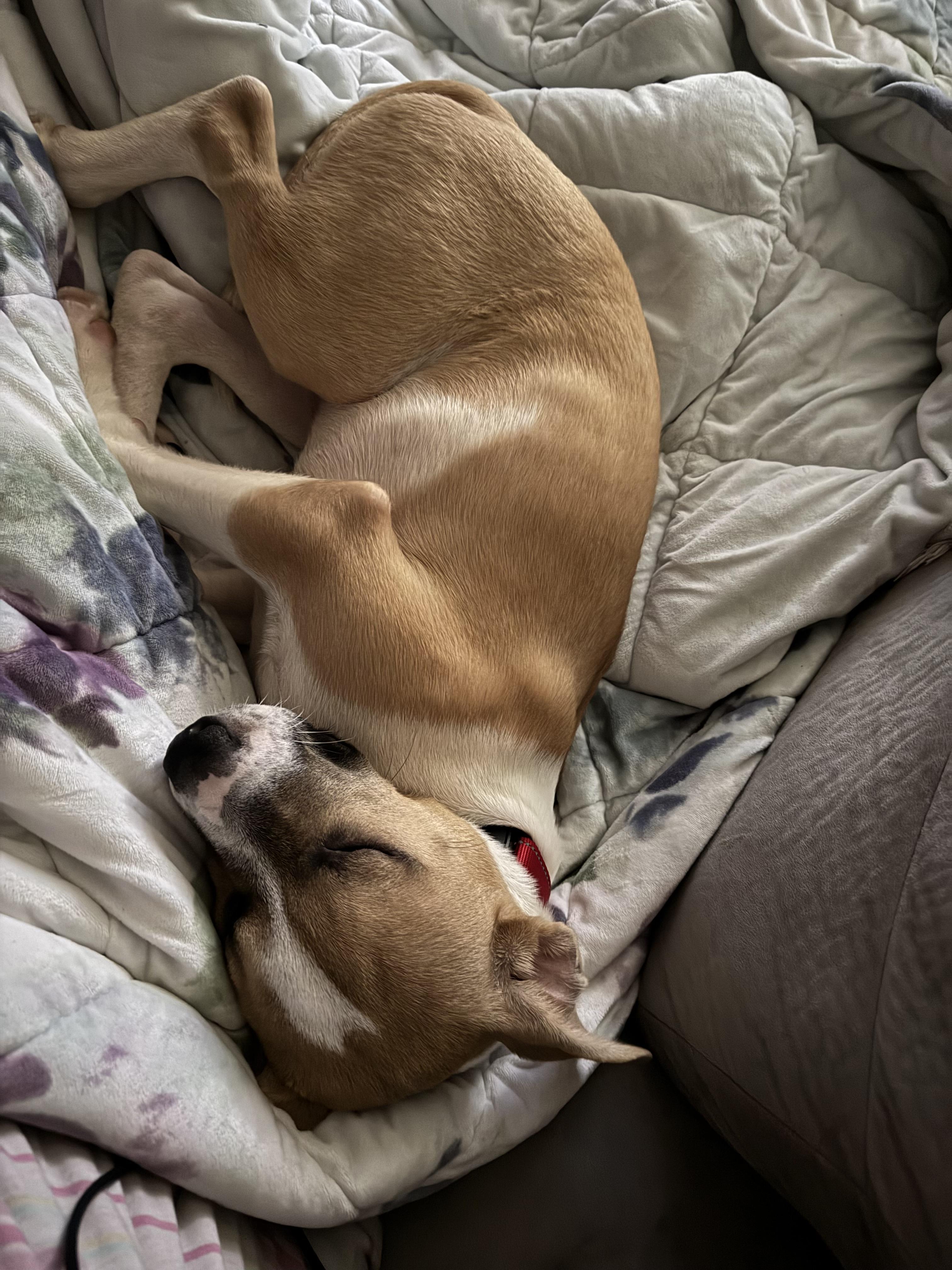 Enlarge Boyd, a Adopted mixed breed in Locust Grove, VA image 4/5