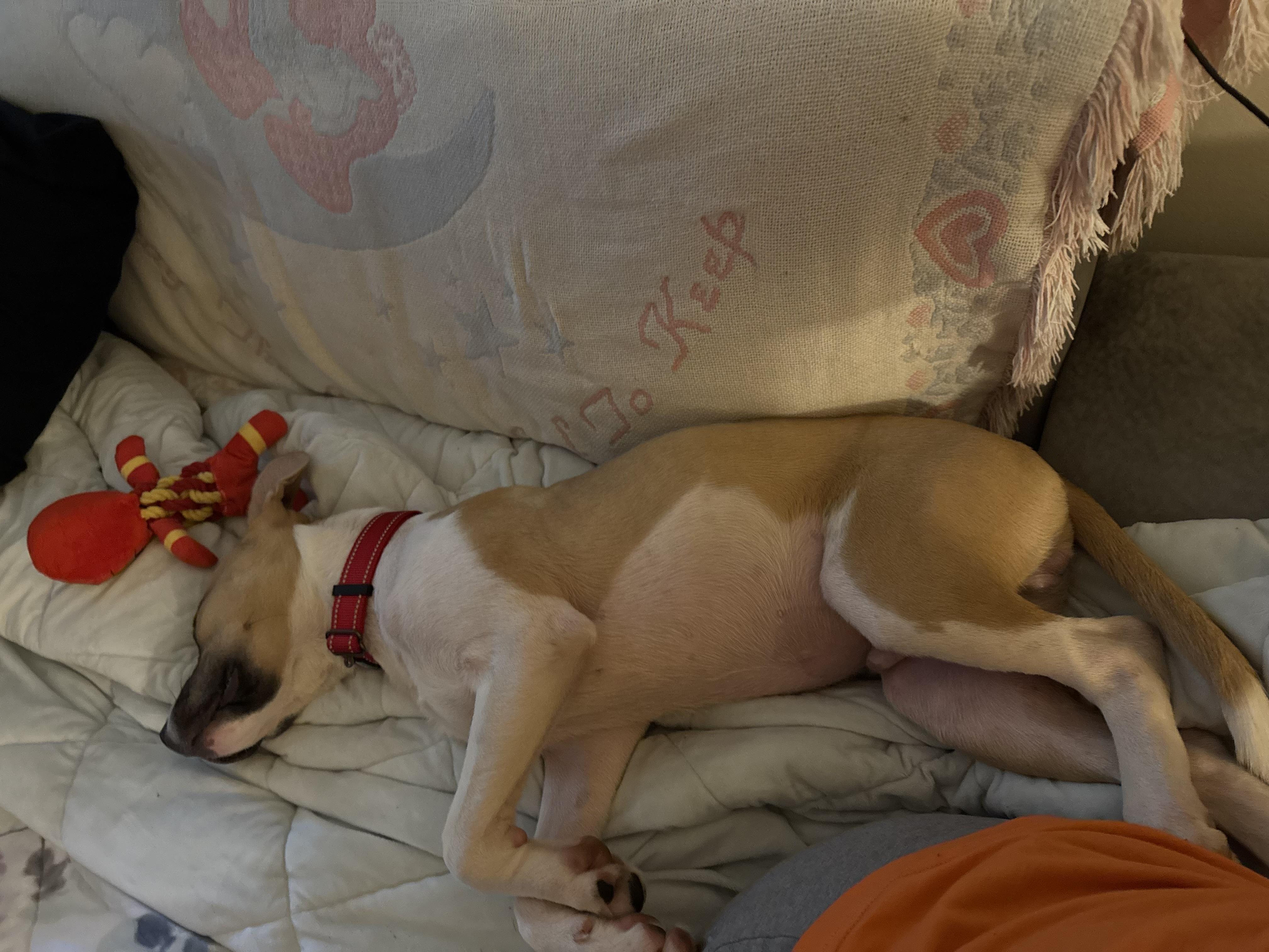 Enlarge Boyd, a Adopted mixed breed in Locust Grove, VA image 5/5