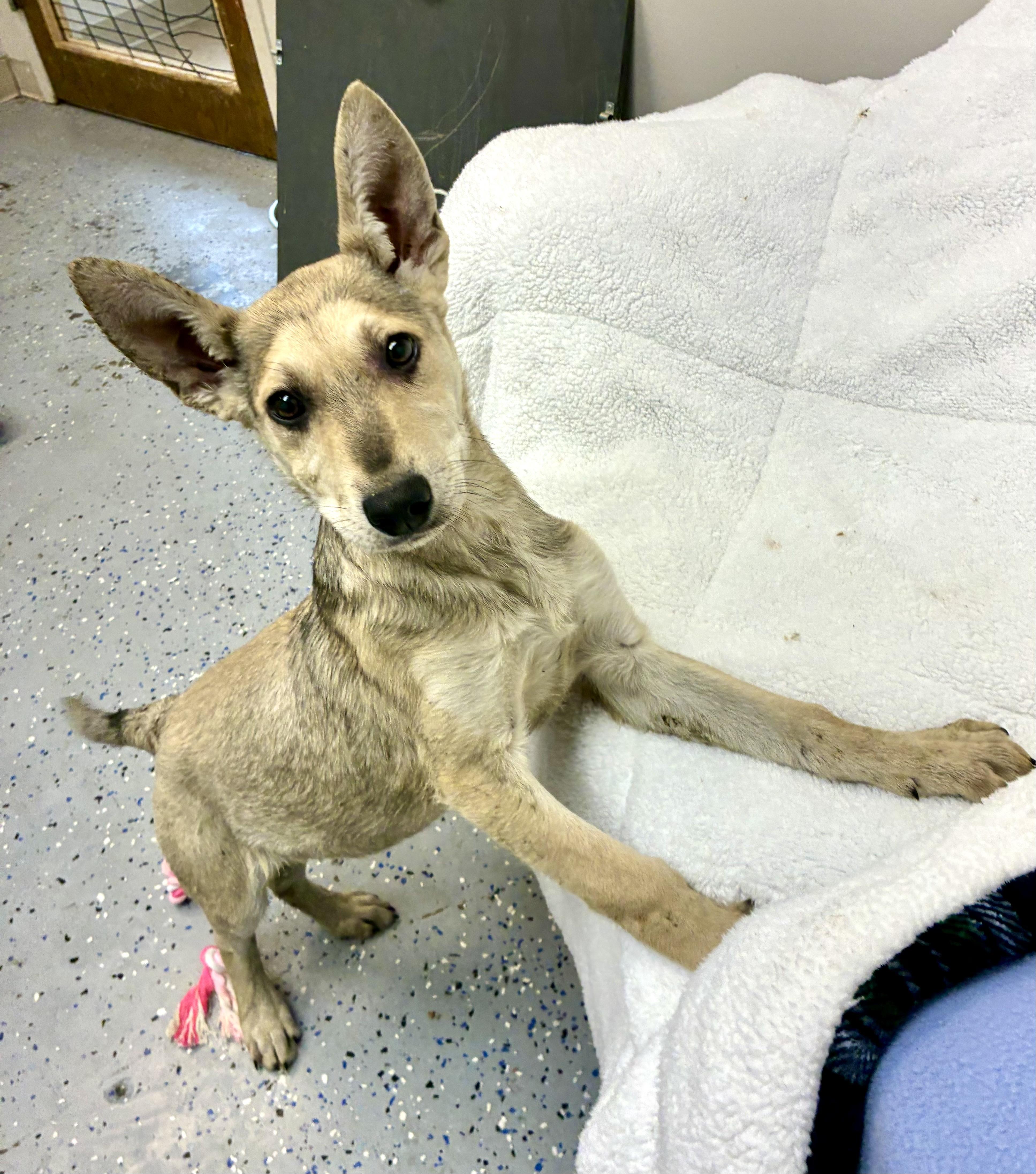 Rocky , adopted, Young Male Shepherd.