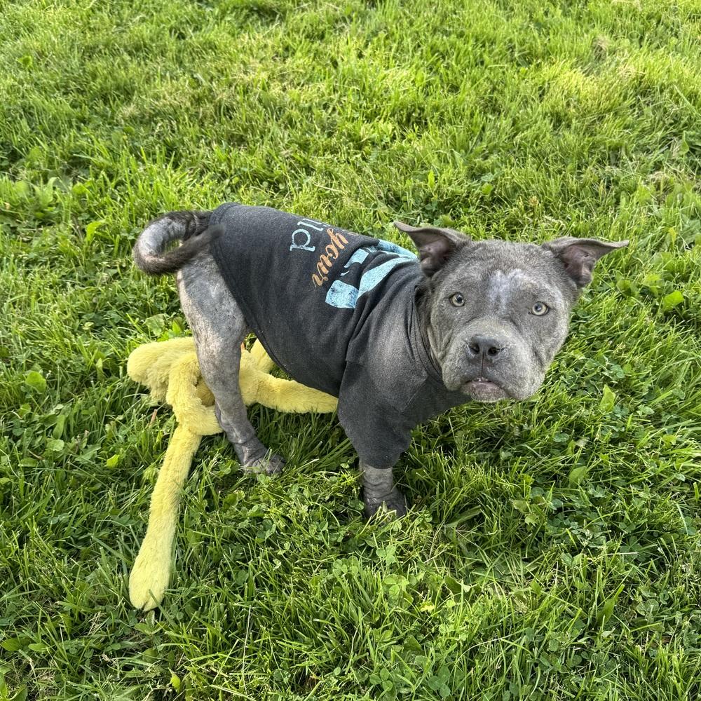 Enlarge Puppino, an adopted mixed breed in China Township, MI image 2/6