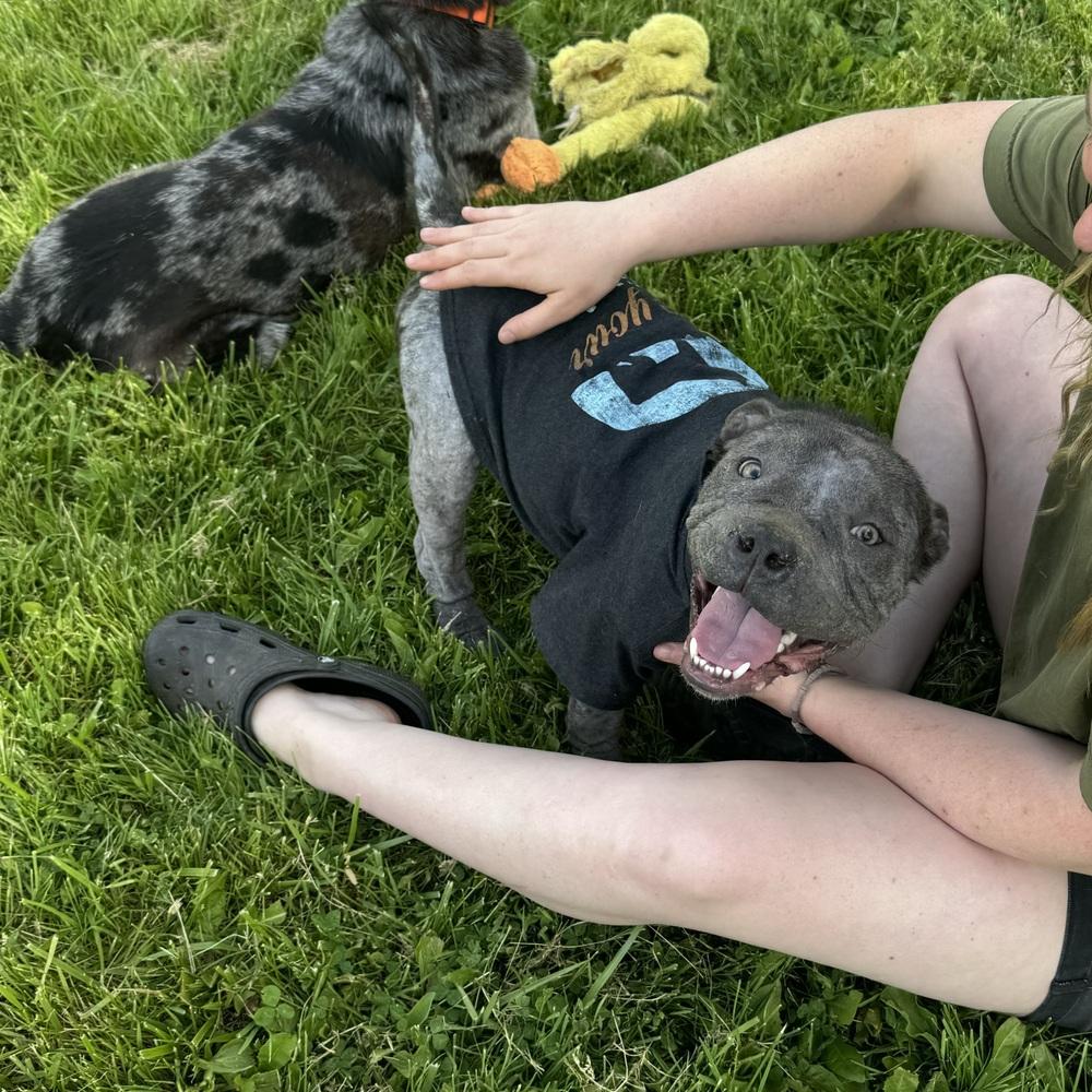 Enlarge Puppino, an adopted mixed breed in China Township, MI image 3/6